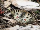 Apollon (L'), Parnassien apollon (Le) Parnassius apollo (Linnaeus, 1758)