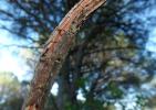 Fourmillion longicorne Distoleon tetragrammicus (Fabricius, 1798)
