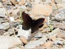 Moiré cantabrique (Le),  Moiré de Lefèbvre (Le) Erebia lefebvrei (Boisduval, 1828)
