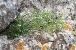 Kernéra des rochers Kernera saxatilis (L.) Sweet, 1827