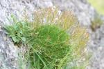 Drave Faux Aïzoon Draba aizoides L., 1767