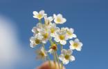 Saxifrage des Cévennes Saxifraga cebennensis Rouy & E.G.Camus, 1901