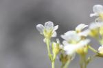 Saxifrage des Cévennes Saxifraga cebennensis Rouy & E.G.Camus, 1901