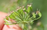 Laser siler, Sermontain Laserpitium siler L., 1753