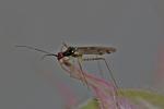  Dicyphus errans (Wolff, 1804)