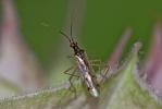  Dicyphus errans (Wolff, 1804)