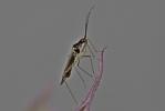  Dicyphus errans (Wolff, 1804)