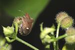  Dyroderes umbraculatus (Fabricius, 1775)