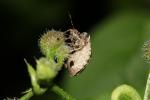  Dyroderes umbraculatus (Fabricius, 1775)