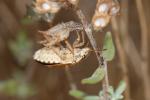  Staria lunata (Hahn, 1835)