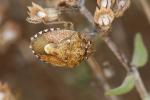  Staria lunata (Hahn, 1835)