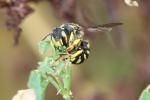  Anthidium florentinum (Fabricius, 1775)
