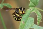  Anthidium florentinum (Fabricius, 1775)