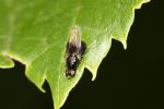  Pachygaster atra (Panzer, 1798)