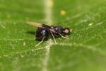  Pachygaster atra (Panzer, 1798)