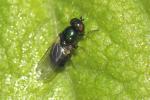  Microchrysa polita (Linnaeus, 1758)