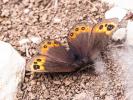 Moiré printanier (Le) Erebia triarius (Prunner, 1798)