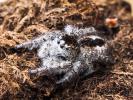 Saltique sanguinolent Philaeus chrysops (Poda, 1761)