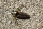 Notonecte maculée Notonecta maculata Fabricius, 1794