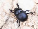  Trypocopris vernalis fauveli Bedel, 1911