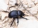  Trypocopris vernalis fauveli Bedel, 1911