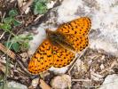 Grand collier argenté (Le), Nacré sagitté (Le) Boloria euphrosyne (Linnaeus, 1758)