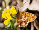Grand collier argenté (Le), Nacré sagitté (Le) Boloria euphrosyne (Linnaeus, 1758)