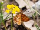 Grand collier argenté (Le), Nacré sagitté (Le) Boloria euphrosyne (Linnaeus, 1758)