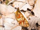 Grand collier argenté (Le), Nacré sagitté (Le) Boloria euphrosyne (Linnaeus, 1758)