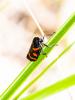  Cercopis sanguinolenta (Scopoli, 1763)