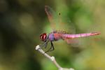 Trithémis annelé (Le) Trithemis annulata (Palisot de Beauvois, 1807)