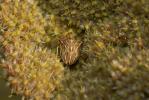  Ancyrosoma leucogrammes (Gmelin, 1790)