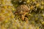  Ancyrosoma leucogrammes (Gmelin, 1790)