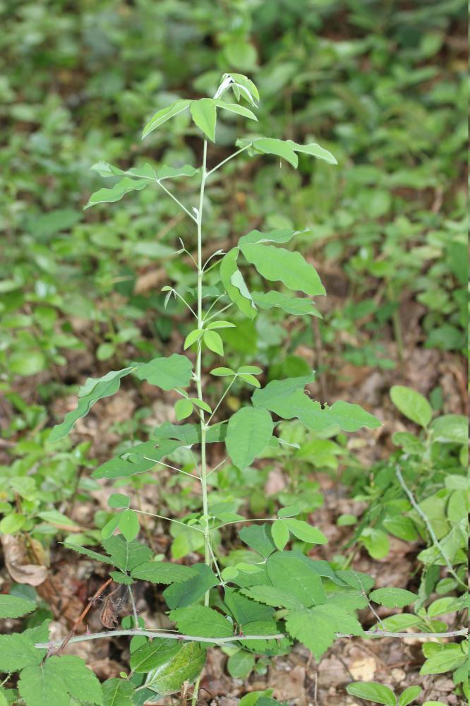 Faux-ébénier, Cytise, Aubour Laburnum anagyroides Medik., 1787