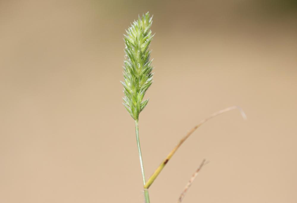 Fausse fléole, Rostraria à crête, Koelérie fausse Rostraria cristata (L.) Tzvelev, 1971