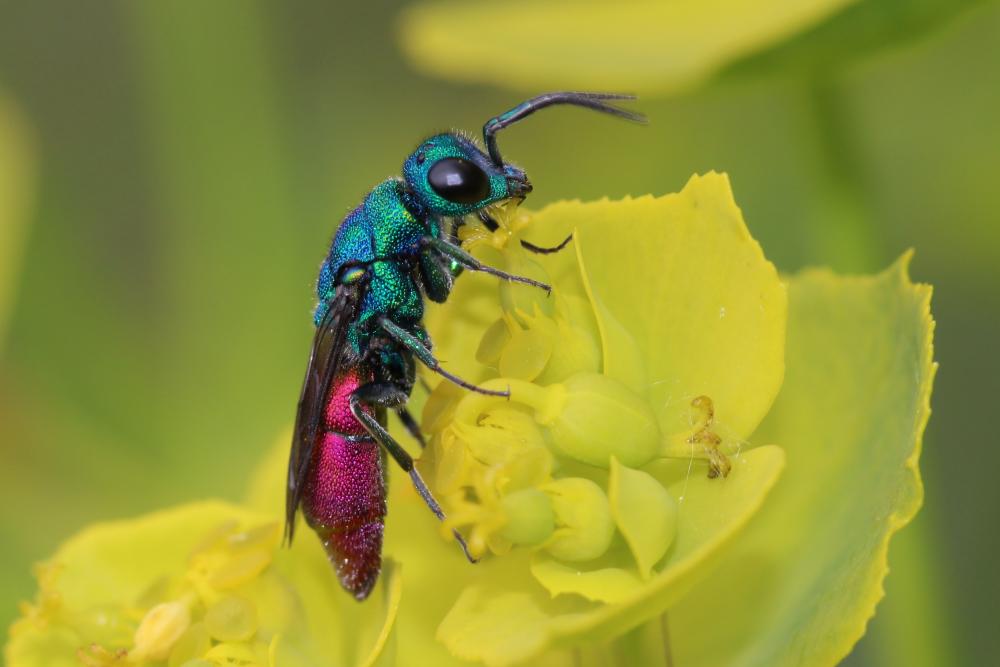 Guêpe-coucou Chrysididae Latreille, 1802