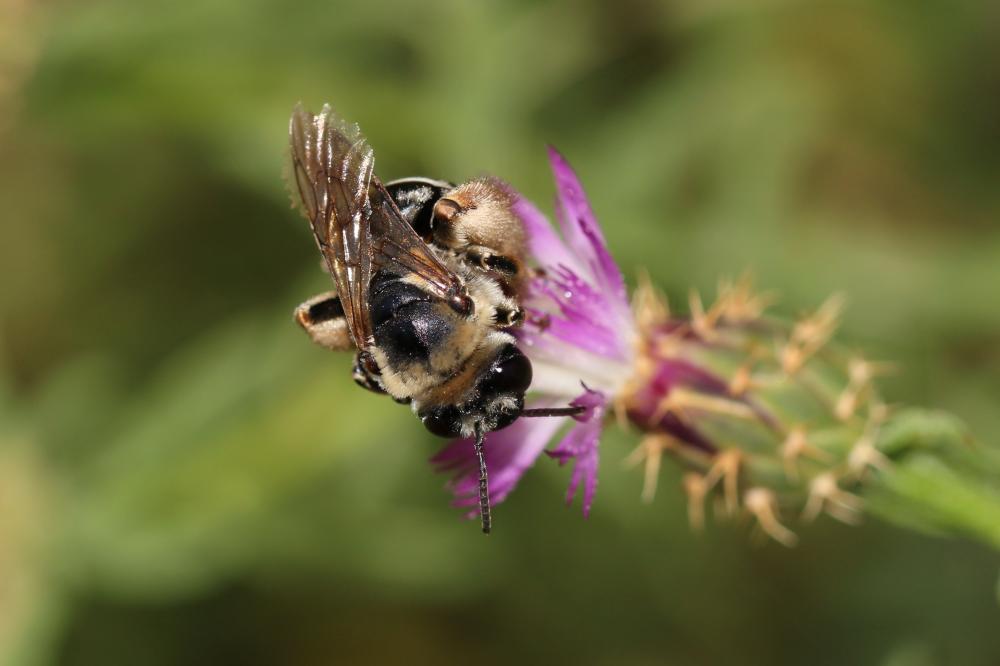 Eucère taurique Eucera taurica Morawitz, 1871
