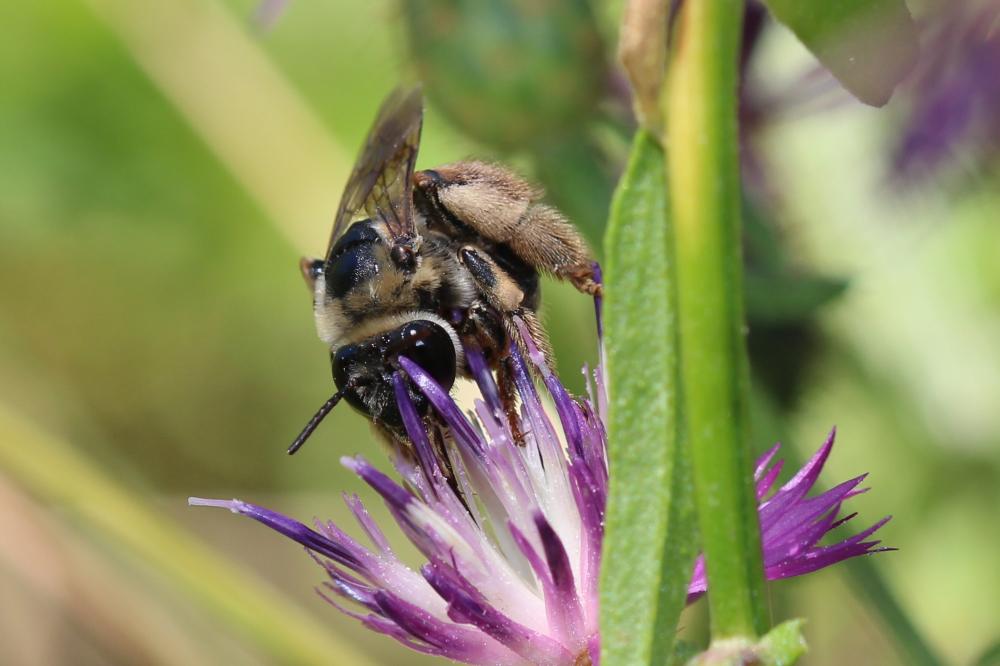 Eucère taurique Eucera taurica Morawitz, 1871