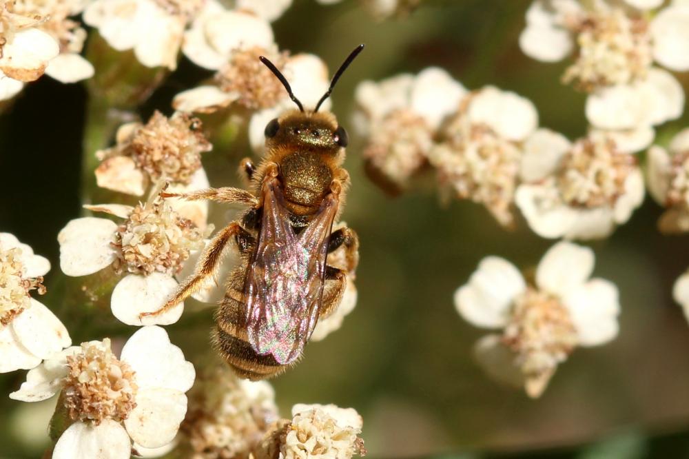 Halictidae Thomson, 1869