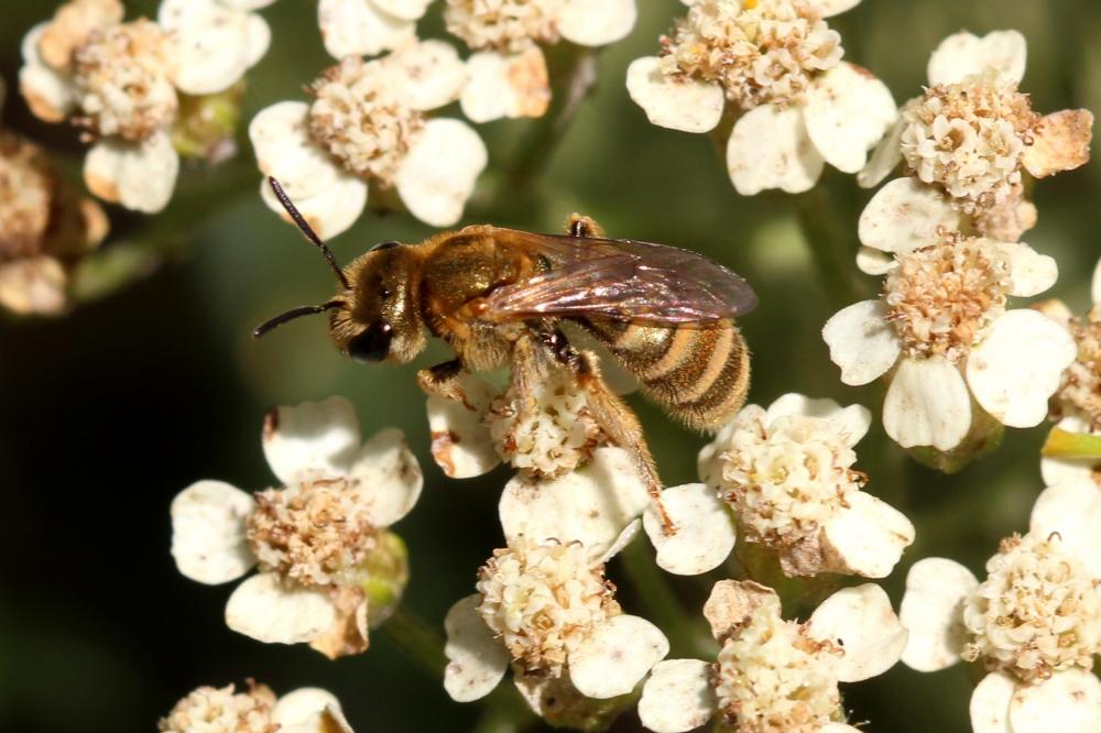 Halictidae Thomson, 1869