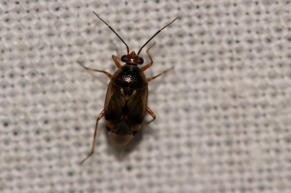  Deraeocoris Kirschbaum, 1856