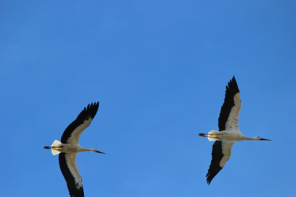 Cigogne blanche Ciconia ciconia (Linnaeus, 1758)