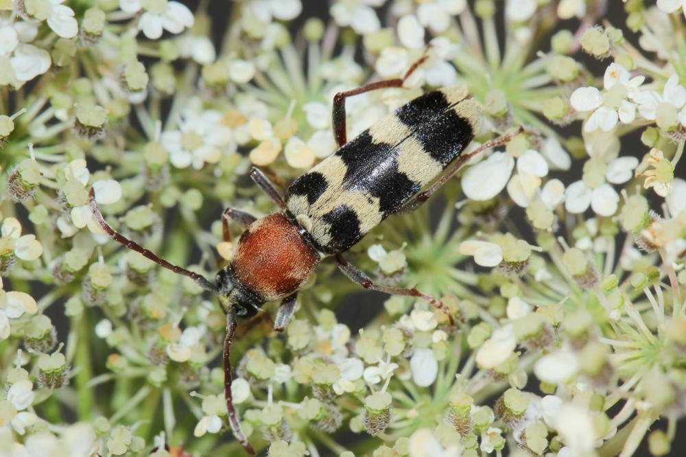 Chlorophorus trifasciatus (Fabricius, 1781)
