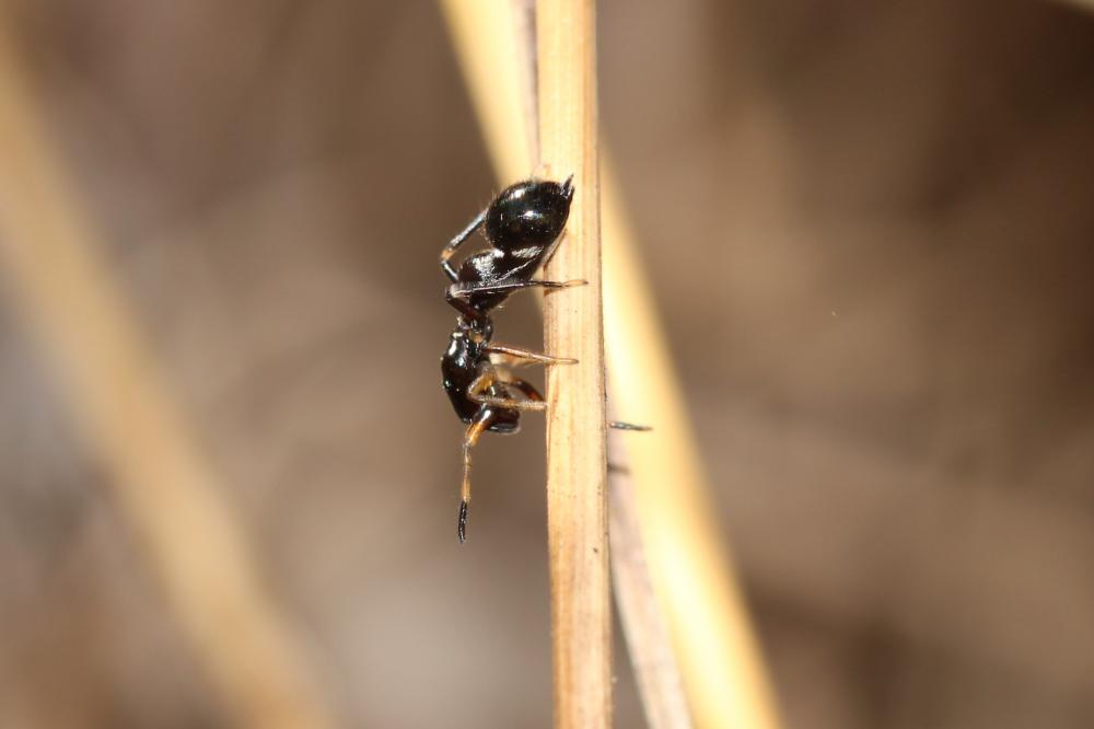  Leptorchestes peresi (Simon, 1868)