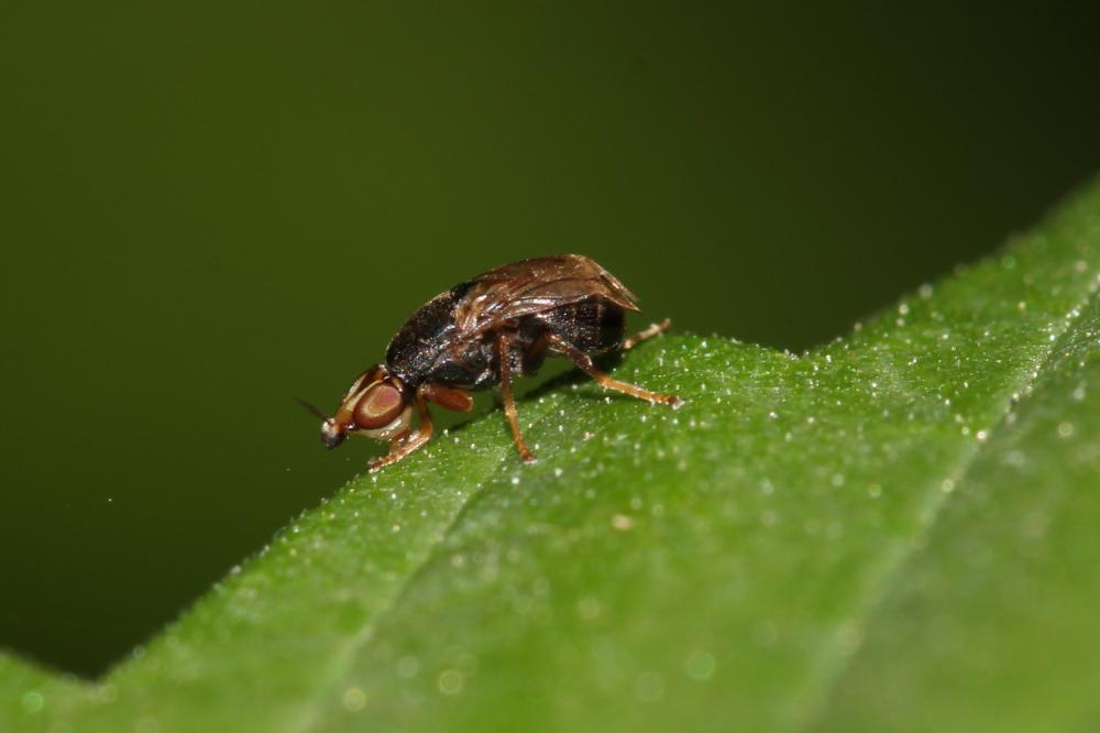  Camarota curvipennis (Latreille, 1805)