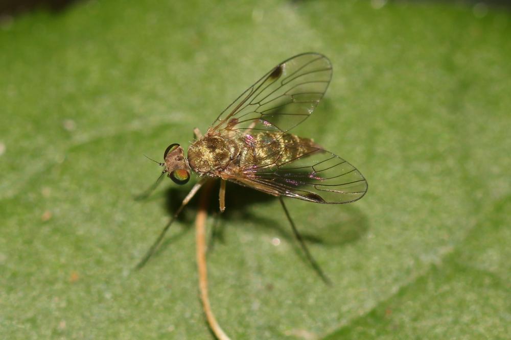  Chrysopilus asiliformis (Preyssler, 1791)