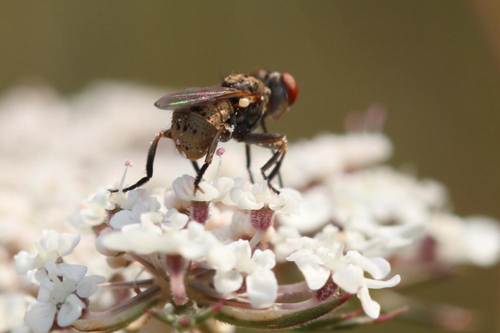  Zodion cinereum (Fabricius, 1794)