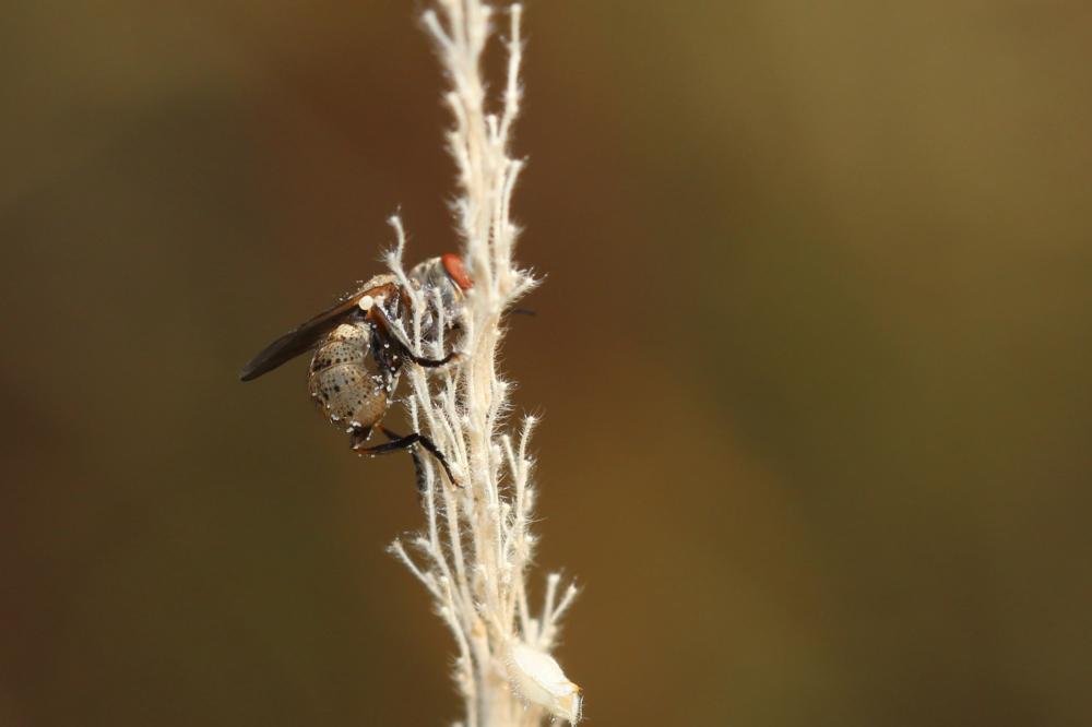 Zodion cinereum (Fabricius, 1794)