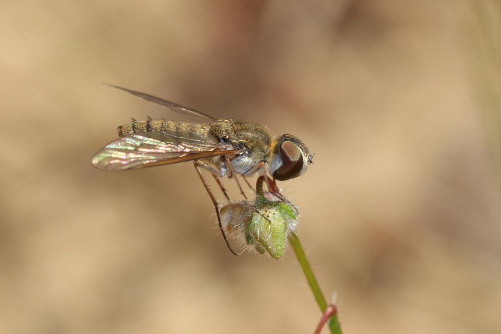 Petrorossia