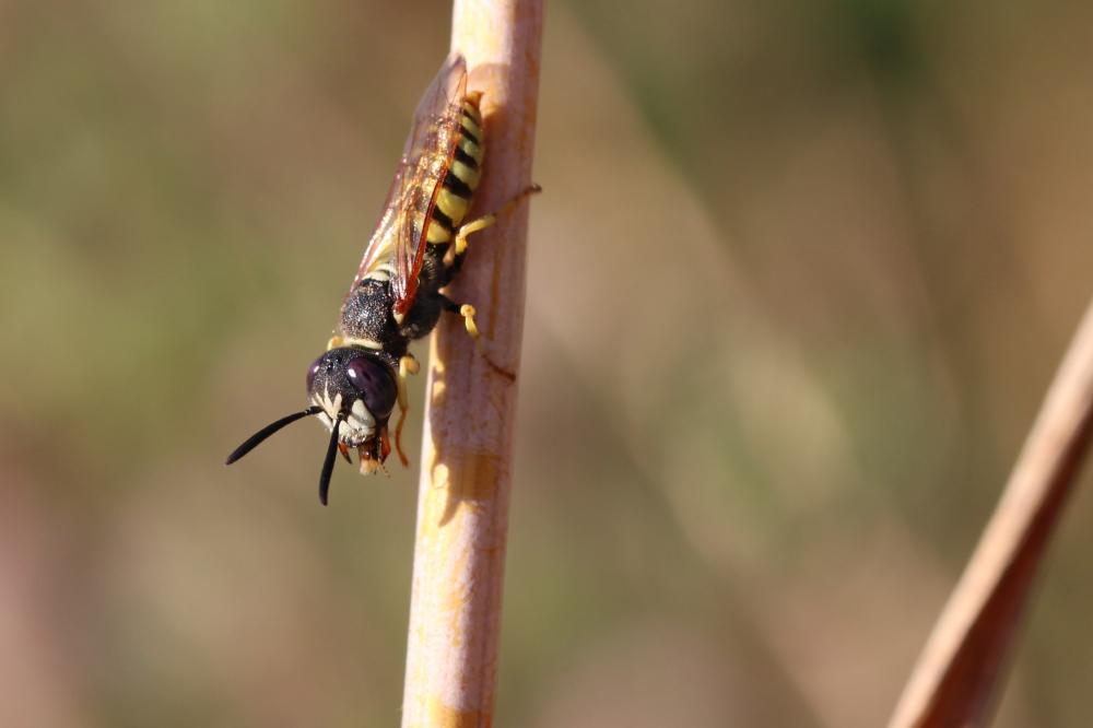  Philanthus triangulum (Fabricius, 1775)